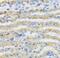 Complement Component 4 Binding Protein Beta antibody, FNab01114, FineTest, Immunohistochemistry frozen image 
