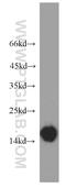 Hemoglobin Subunit Alpha 2 antibody, 19990-1-AP, Proteintech Group, Western Blot image 