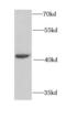 Cytoplasmic protein NCK2 antibody, FNab05584, FineTest, Western Blot image 