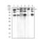 Phospholipase C Gamma 1 antibody, NBP2-52532, Novus Biologicals, Western Blot image 