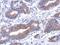 Annexin A8 antibody, GTX119471, GeneTex, Immunohistochemistry paraffin image 