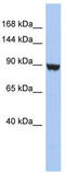 Potassium Voltage-Gated Channel Subfamily H Member 6 antibody, TA338713, Origene, Western Blot image 