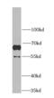 MARVEL domain-containing protein 2 antibody, FNab05017, FineTest, Western Blot image 