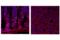 Obestatin antibody, 31865S, Cell Signaling Technology, Immunofluorescence image 