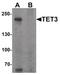 Methylcytosine dioxygenase TET3 antibody, PA5-34431, Invitrogen Antibodies, Western Blot image 