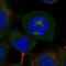 Cytoskeleton-associated protein 2-like antibody, NBP2-57698, Novus Biologicals, Immunofluorescence image 