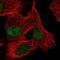 Zinc finger protein 471 antibody, PA5-64281, Invitrogen Antibodies, Immunofluorescence image 