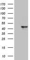 Cyclin I antibody, LS-C792687, Lifespan Biosciences, Western Blot image 