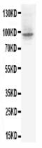 HLF antibody, PA1129-1, Boster Biological Technology, Western Blot image 