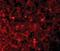 XIAP Associated Factor 1 antibody, orb86815, Biorbyt, Immunofluorescence image 