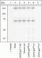 Protein Tyrosine Phosphatase Non-Receptor Type 11 antibody, 44-557G, Invitrogen Antibodies, Western Blot image 