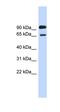 LARGE Xylosyl- And Glucuronyltransferase 1 antibody, orb325277, Biorbyt, Western Blot image 