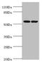 Dihydropyrimidinase antibody, LS-C675656, Lifespan Biosciences, Western Blot image 
