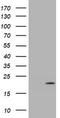 Cyclin Dependent Kinase Inhibitor 2C antibody, CF801230, Origene, Western Blot image 