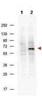 Dug antibody, orb344433, Biorbyt, Western Blot image 