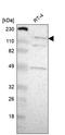 CECR2 Histone Acetyl-Lysine Reader antibody, HPA002943, Atlas Antibodies, Western Blot image 