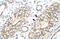 MYST/Esa1 Associated Factor 6 antibody, ARP33354_P050, Aviva Systems Biology, Immunohistochemistry paraffin image 