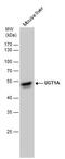GNT1 antibody, PA5-22329, Invitrogen Antibodies, Western Blot image 