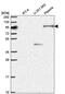 Nucleolar Protein With MIF4G Domain 1 antibody, PA5-65678, Invitrogen Antibodies, Western Blot image 