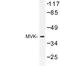 Mevalonate Kinase antibody, LS-C176923, Lifespan Biosciences, Western Blot image 