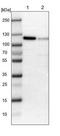 Poly(A) Polymerase Alpha antibody, NBP1-87345, Novus Biologicals, Western Blot image 