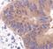 Acetyl-CoA Carboxylase Alpha antibody, PA5-17564, Invitrogen Antibodies, Immunohistochemistry frozen image 