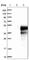 Family With Sequence Similarity 122B antibody, HPA000266, Atlas Antibodies, Western Blot image 