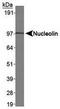 Nucleolin antibody, TA309761, Origene, Western Blot image 