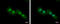 Copper homeostasis protein cutC homolog antibody, GTX119839, GeneTex, Immunofluorescence image 