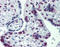 Cullin 9 antibody, 51-330, ProSci, Immunohistochemistry paraffin image 