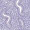 Spermatid Associated antibody, HPA040046, Atlas Antibodies, Immunohistochemistry frozen image 