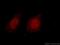 Histone Deacetylase 2 antibody, 16152-1-AP, Proteintech Group, Immunofluorescence image 