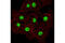 BMI1 Proto-Oncogene, Polycomb Ring Finger antibody, 6964S, Cell Signaling Technology, Immunofluorescence image 