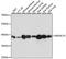 Beta-1,4-Galactosyltransferase 4 antibody, A14693, ABclonal Technology, Western Blot image 