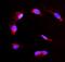 Dimethylarginine Dimethylaminohydrolase 2 antibody, PB10001, Boster Biological Technology, Immunofluorescence image 
