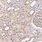 Cullin Associated And Neddylation Dissociated 1 antibody, HPA062833, Atlas Antibodies, Immunohistochemistry frozen image 