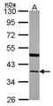 Annexin A13 antibody, GTX100048, GeneTex, Western Blot image 