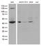 Ubiquitin Like Modifier Activating Enzyme 3 antibody, LS-C796162, Lifespan Biosciences, Western Blot image 