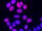SUB1 Regulator Of Transcription antibody, GTX02053, GeneTex, Immunofluorescence image 
