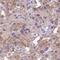 Lefty protein antibody, HPA056210, Atlas Antibodies, Immunohistochemistry frozen image 