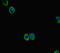 F-box/LRR-repeat protein 21 antibody, CSB-PA891953LA01HU, Cusabio, Immunofluorescence image 