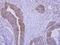 Sep (O-Phosphoserine) TRNA:Sec (Selenocysteine) TRNA Synthase antibody, PA5-32121, Invitrogen Antibodies, Immunohistochemistry frozen image 