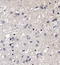 Small EDRK-Rich Factor 1B antibody, TA309849, Origene, Immunohistochemistry paraffin image 