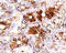 Tyrosine Kinase With Immunoglobulin Like And EGF Like Domains 1 antibody, MAB619, R&D Systems, Immunohistochemistry frozen image 