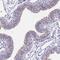Cilia And Flagella Associated Protein 206 antibody, HPA044891, Atlas Antibodies, Immunohistochemistry frozen image 