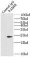 RAB8B, Member RAS Oncogene Family antibody, FNab07046, FineTest, Immunoprecipitation image 