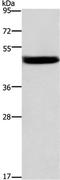 Cathepsin E antibody, TA323086, Origene, Western Blot image 