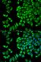 WNK1 antibody, LS-C332174, Lifespan Biosciences, Immunofluorescence image 