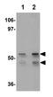 Kruppel Like Factor 4 antibody, ab106629, Abcam, Western Blot image 