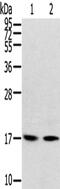 Ribosomal Protein Lateral Stalk Subunit P1 antibody, PA5-51140, Invitrogen Antibodies, Western Blot image 